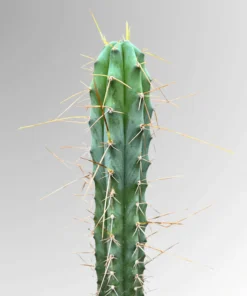 Bolivian Torch Seeds (Trichocereus bridgesii)