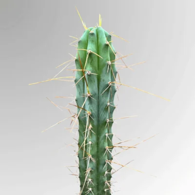 Bolivian Torch Seeds (Trichocereus bridgesii)