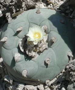 False Peyote Seeds (Lophophora diffusa)