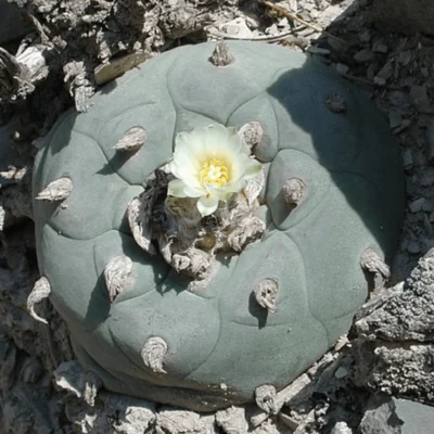 False Peyote Seeds (Lophophora diffusa)