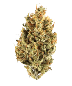 Junglato – 3.5g